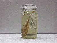 藏品(冬瓜鰺)的圖片